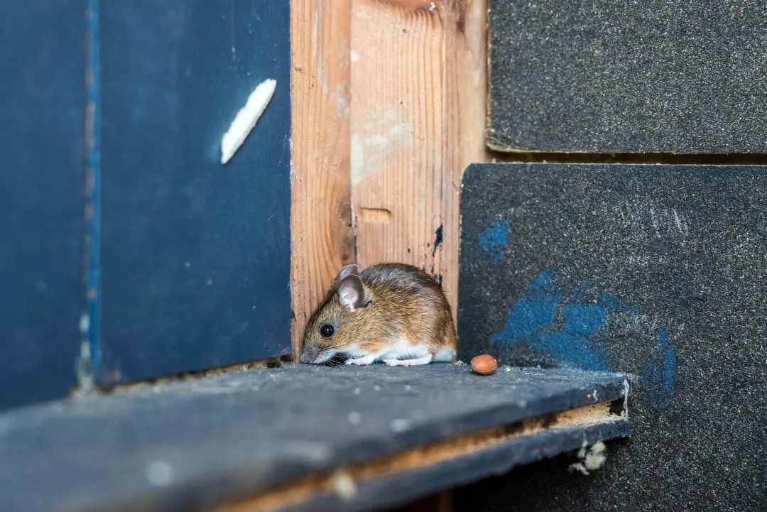 How To Deter Roof Rats In Houston: Best Prevention Guide For 2025